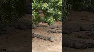 Crocodile world 🐊 youtubeshorts wildlife unseen [upl. by Weight]