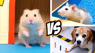 Top 5 SPORTS for real life HAMSTERS amp ANIMALS [upl. by Aniz]