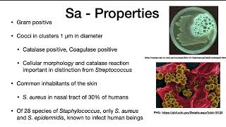 Staphylococcus aureus [upl. by Lirva471]