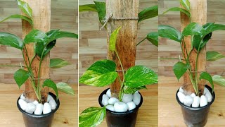 The idea of planting two varieties of PothosMoney plant in one planter [upl. by Inobe]