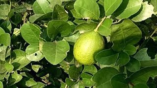 I have come to the lemon garden today and was looking at the lemons [upl. by Acinorehs344]