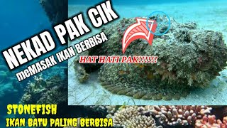 STONEFISH ikan paling beracun di DUNIA BEGINI CARA MEMASAK NYA [upl. by Atiraj]