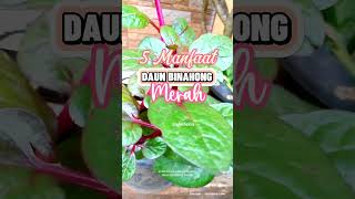 Daun Binahong Merah tanamanobat tanaman binahong [upl. by Hnad]