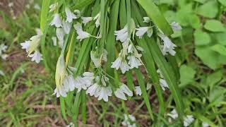 Calling Vegans of Wellington  Yummy Alternative to Chives amp Spring Onions and [upl. by Acireed]