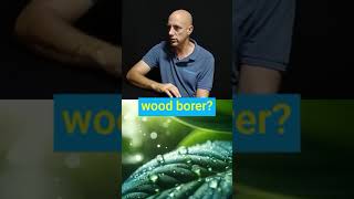 What role does humidity and temperature play with Hylo the wood borer trueclean woodborer [upl. by Ardnac]