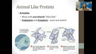 Protist and Fungi [upl. by Henricks]