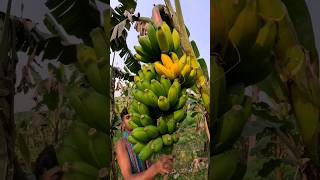 How bananas are cut food episode 1662 😱 food shorts [upl. by Gnuhp]