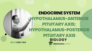 HypothalamusAnterior Pituitary Axis amp Hypothalamus [upl. by Artinak316]