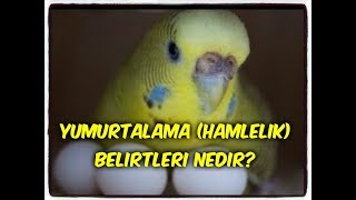 DİŞİ MUHABBET KUŞU HAMİLELİK YUMURTLAMA BELİRTİLERİ NEDİR [upl. by Krista]