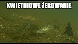 Nietypowe gatunki ryb w oczku wodnym  kwiecień [upl. by Birgit]