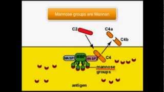 Complement system Lectin pathway [upl. by Neitsirk714]