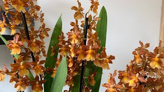 ODONTOCIDiUM CATATANTE dicas de cuidados  orquídeas trocando substrato [upl. by Vi]