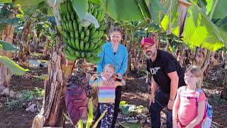 In der BANANENPLANTAGE auf Teneriffa bananas teneriffa landwirtschaft kanaren urlaub reise [upl. by Novit]