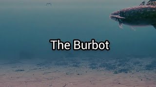 The Secret LIFE of the BURBOT [upl. by Ora]