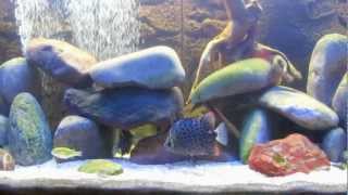 The Brackish Fish Tank Experiment  MrFishPitwmv [upl. by Ronald936]