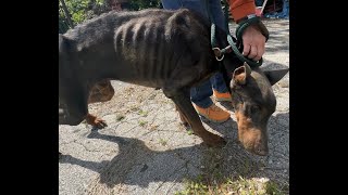 Look at this emaciated doberman we found  Stray Rescue of StLouis [upl. by Heall50]