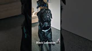 Black labrador aged 3 [upl. by Collar]