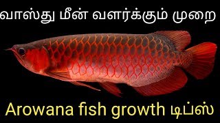 Arowana information in  tamil  tank mates living condition  Fish Aquarium Tamil [upl. by Natsirt488]