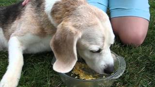 beagle epilepsy  Lafora disease 10082012 [upl. by Nitsug]