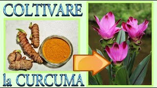 curcuma come far nascere e fiorire una bellissima pianta di curcuma in casa [upl. by Anirehc]