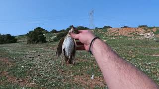 ΚΥΝΗΓΙ ΤΣΙΧΛΑΣ 2022 HUNTING TURDUS [upl. by Greenebaum609]