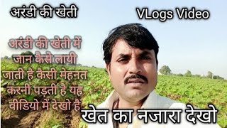 केवल बारिश में भी होती है अरंडी की खेतीcastor Farming in Hindicastor oil Arandi ki khetiअरंडी [upl. by Eerac]