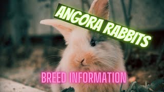 Angora Rabbit  Breed information  Everything you need to know [upl. by Annaoi]