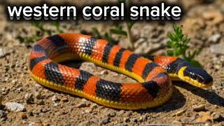 western coral snakesnakeWestern coral snake complete information in English [upl. by Thora]