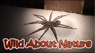 Huge Dark Fishing Spider Seen In USA  Dolomedes Tenebrosus [upl. by Sikata]