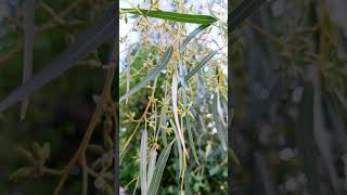 Eucalyptus tree nature love oil happiness vlog eucalyptus wildlife shorts shortsfeed 4k [upl. by Jeannine926]