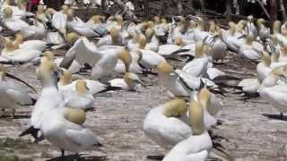 The worlds largest gannet colony Canada’s Bonaventure Island [upl. by Gemmell]