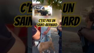 La police cyno est gentille chien viral trending police dog dangerous shorts funny comedy [upl. by Ardnohsal934]