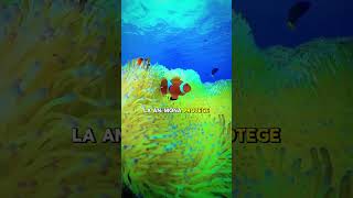 El Misterio del Pez Payaso y las Anémonas 🐠🌊 [upl. by Singer]