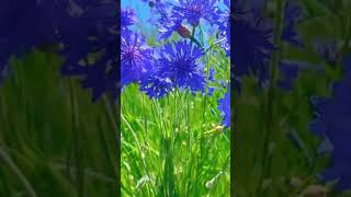 Blue Flowers flowertypes youtube nature love [upl. by Ahsekar751]