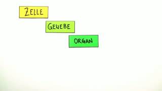 Zelle Gewebe Organe  Biologie  Zoologie [upl. by Yenduhc]