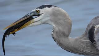 Birding Fernandina Island Galapagos [upl. by Tahmosh]