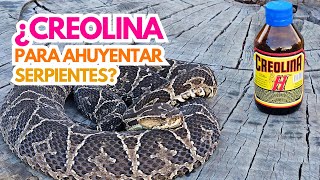 ¿La creolina es efectiva para repeler serpientes 🐍💧 [upl. by Sophy]