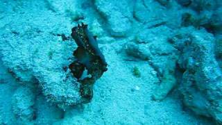 2 flatworms mating underwater [upl. by Aneelahs329]