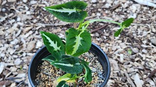 Propagating and caring for Silver Goosefoot [upl. by Nrol]