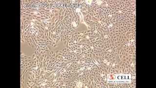 Human Epidermal Keratinocytes HEK 1 [upl. by Kolk]