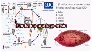 Parasitologia Humana  preguntas comentadas 1  Clases de medicina [upl. by Nehtanoj365]