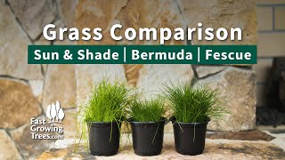 Sun amp Shade  Bermuda  Fescue  Grass Comparison [upl. by Tootsie]