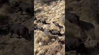 Unbelievable Sighting Buffalo Stampede Captured from Above🚁 [upl. by Dahraf]