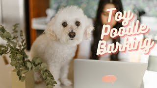 Toy Poodle Barking 60s dog barking sound to make your dog bark [upl. by Blum]