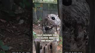 Potoo Ghost owl facts potoo ghostbird owl funfacts birds [upl. by Ymmaj]