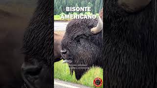 BISONTE AMERICANO  AMERICAN BISON bisonte bison american yellowstone [upl. by Sayce]