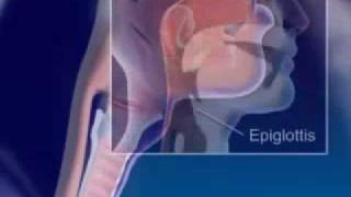 Respiration 3D Medical Animationmp4 [upl. by Richter634]