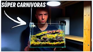 Creamos un TERRARIO lleno de PLANTAS CARNIVORAS [upl. by Nomae]