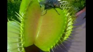 Venus Fly Trap Dissolving a big black fly Crunch [upl. by Deste]