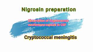 Cryptococcal meningitis observation of Cryptococcus neoformans capsule in nigrosin preparation [upl. by Liane584]